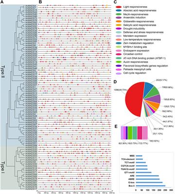 Genome-wide analysis of MADS-box gene family in kiwifruit (Actinidia chinensis var. chinensis) and their potential role in floral sex differentiation